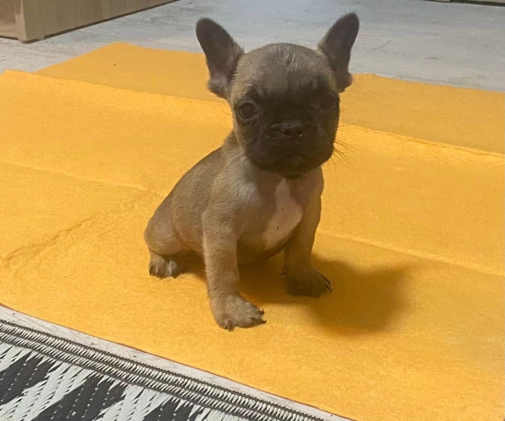 des Princes de Sarvar - Chiot disponible  - Bouledogue français