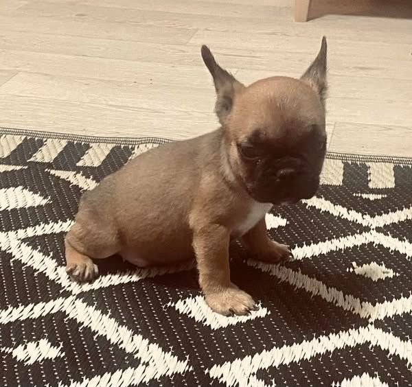 des Princes de Sarvar - Chiot disponible  - Bouledogue français