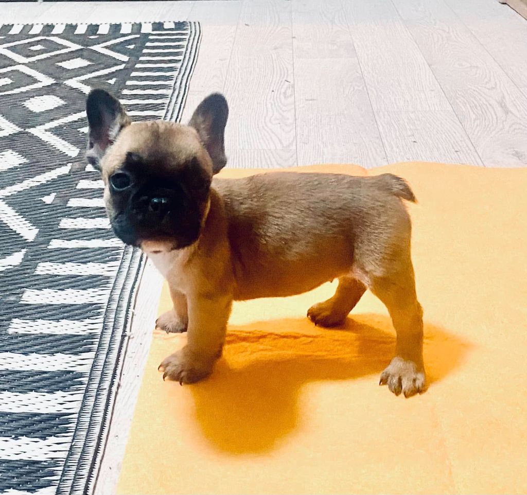 des Princes de Sarvar - Chiot disponible  - Bouledogue français