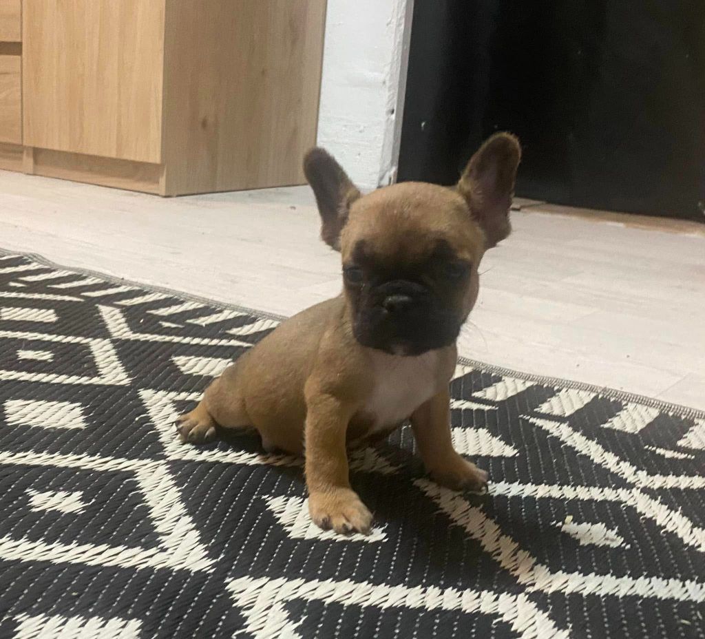 des Princes de Sarvar - Chiot disponible  - Bouledogue français