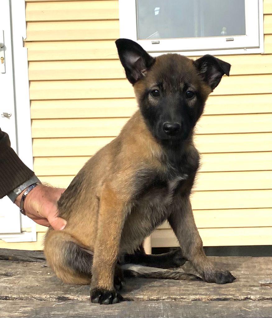 des Princes de Sarvar - Chiot disponible  - Berger Belge