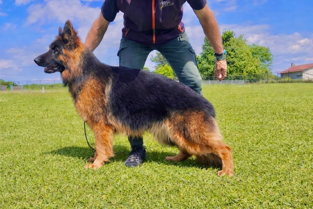 Virgule des Princes de Sarvar