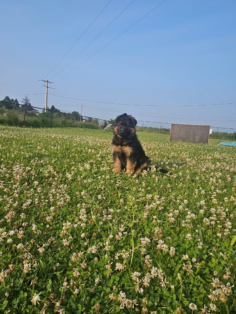 des Princes de Sarvar - Chiots disponibles - Berger Allemand Poil Long