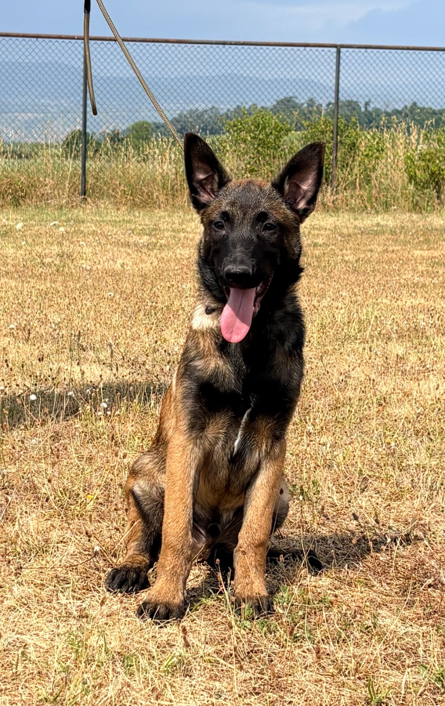 des Princes de Sarvar - Chiots disponibles - Berger Belge