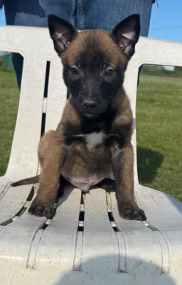 Chiot N°1