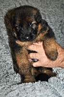 CHIOT