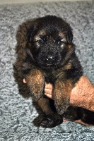 CHIOT