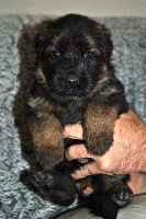 CHIOT