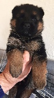 CHIOT