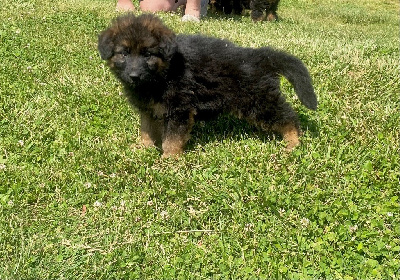 CHIOT