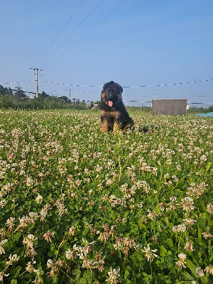 CHIOT