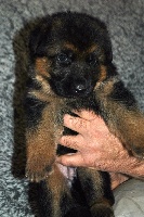 CHIOT
