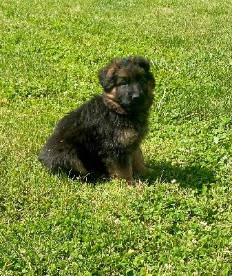 CHIOT