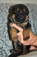 CHIOT