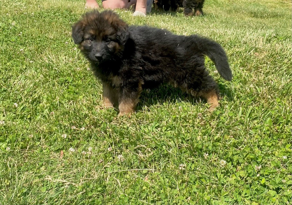 des Princes de Sarvar - Chiots disponibles - Berger Allemand Poil Long