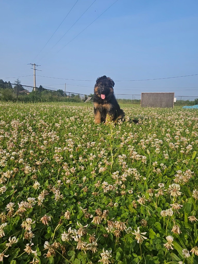 des Princes de Sarvar - Chiots disponibles - Berger Allemand Poil Long